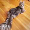 猫の長い尻尾