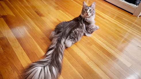 猫の長い尻尾
