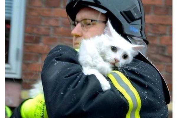 火事場で救出の猫