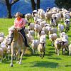 マザー牧場羊放牧