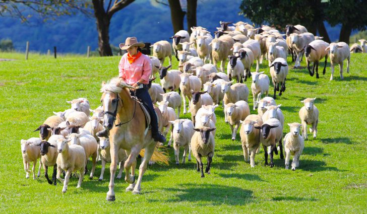 マザー牧場羊放牧